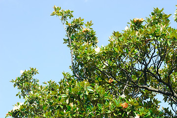 Image showing Oleander on the  blue  sky background