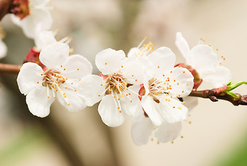 Image showing branch of cherry tree with  flowers 