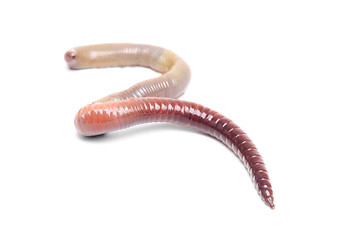 Image showing animal earth worm isolated 