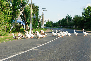 Image showing Flock of white and brown geese front of  the paling  