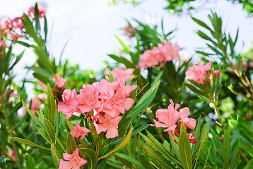 Image showing Pink oleander tree in blossom 