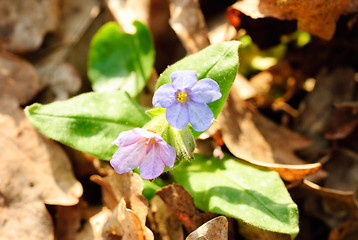 Image showing Lungwort medicinal (Pulmonaria officinalis) 