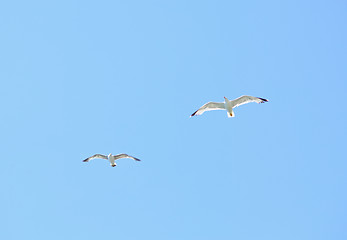 Image showing Two european herring gull (Larus argentatus) in blue sky 