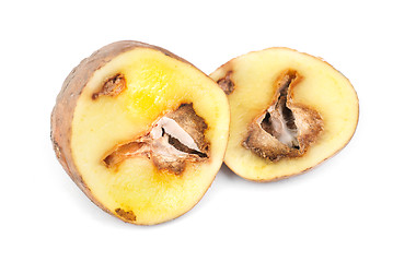 Image showing Potatoes infected with fungal disease