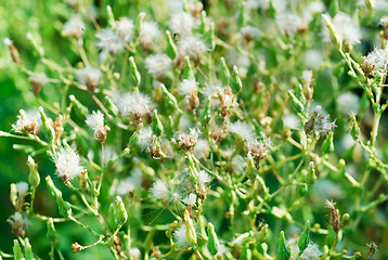 Image showing Salad  with seed   as  nature  background