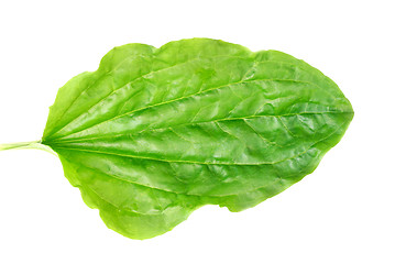 Image showing Leaves of a plantain with drops on a white background 