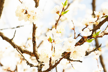 Image showing branch of cherry tree with many flowers over blue sky 