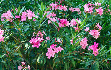 Image showing Pink oleander tree in blossom 