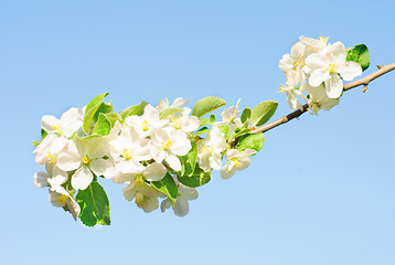 Image showing branch of apple tree with many flowers over blue sky 