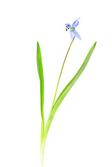 Image showing Snowdrop blue isolated on a white background 