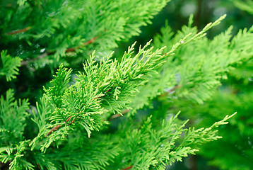 Image showing branch cupressocyparis  Leylandii  green  background