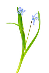 Image showing Snowdrop blue isolated on a white background 