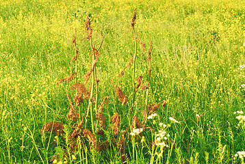 Image showing sorrel horse on a background of yellow wild flowers/Rumex acetosa