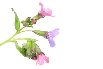 Image showing Lungwort medicinal (Pulmonaria officinalis) isolated on white 