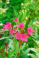 Image showing Pink oleander tree in blossom 