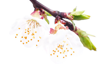 Image showing branch of cherry tree with two flowers isolated on  white