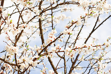 Image showing branch of cherry tree with many flowers over blue sky 