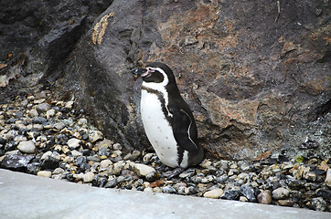 Image showing  humboldt penguin