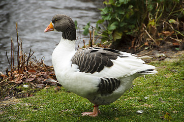 Image showing  Ölands goose