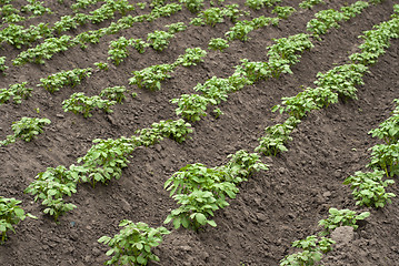 Image showing potato field