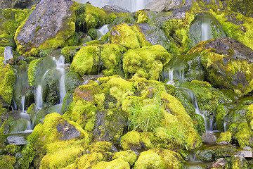 Image showing Green mossy waterfall