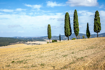 Image showing Tuscany Cypress