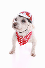 Image showing Dog wearing bike helmet and bandana