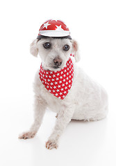 Image showing Dog wearing bike helmet and bandana