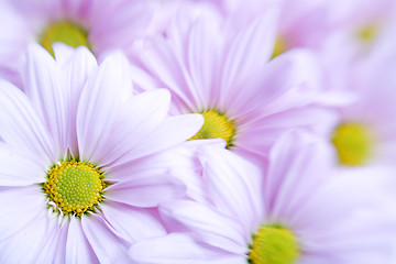 Image showing flower background