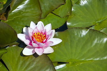 Image showing Water lily (Nymphaea)