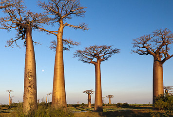 Image showing Group of baobab trees