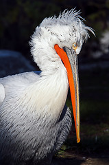 Image showing Pelican