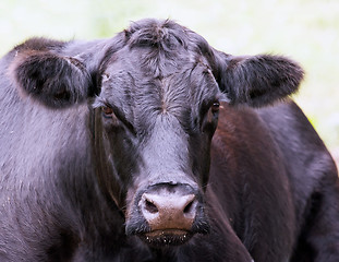 Image showing Black cow