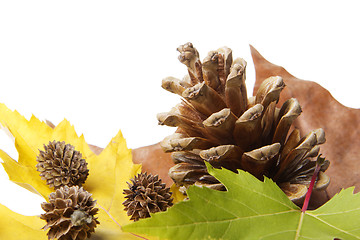 Image showing leaves with pine cones