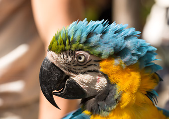 Image showing parrot in a profile
