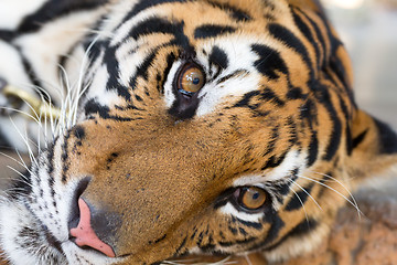 Image showing face adult tiger