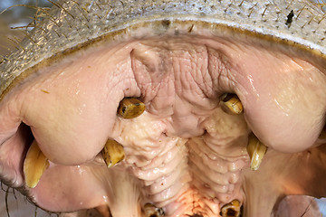 Image showing hippo's mouth