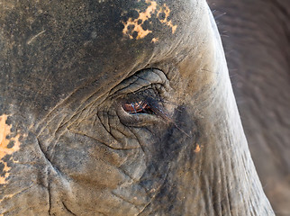 Image showing face of an African elephant