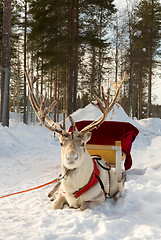 Image showing Reindeer in harness