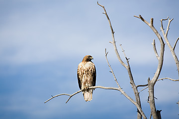 Image showing hawk on dead tree