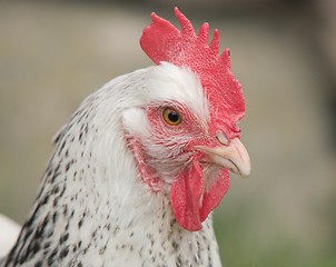 Image showing Rooster