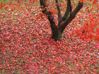 Image showing Canarian maple tree