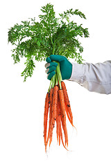 Image showing Fresh Garden Carrots