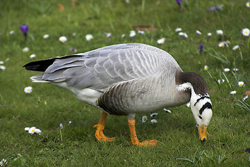 Image showing Bar-headed Goose