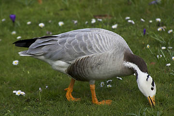 Image showing Bar-headed Goose