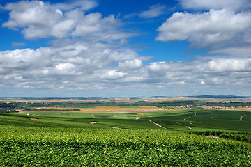 Image showing Vineyard landscape, Montagne de Reims, France