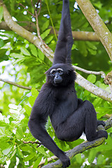 Image showing Siamang Gibbon