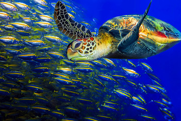 Image showing Green turtle