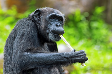 Image showing Common Chimpanzee