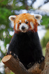 Image showing Red Panda